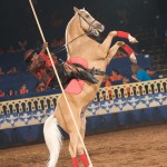 Saddlebred
